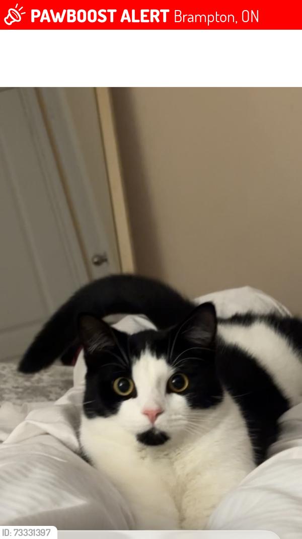 Lost Female Cat last seen Purple Sage drive, Brampton, ON 