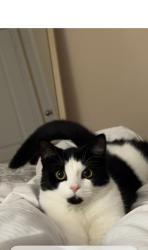 Lost Female Cat last seen Purple Sage drive, Brampton, ON 