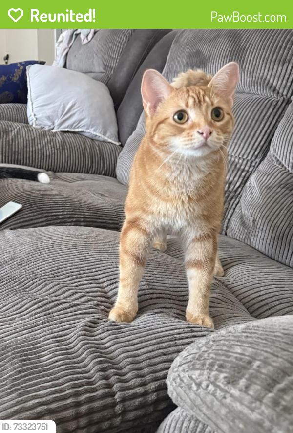 Reunited Female Cat last seen Dixie and Dundas, Mississauga, ON L4Y 3A9