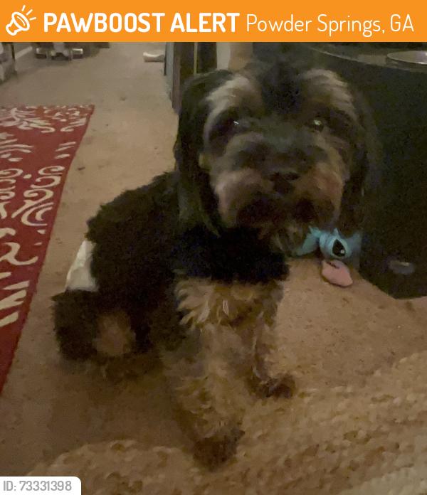 Found/Stray Male Dog last seen Macland Forest Subdivision, Powder Springs, GA 30127