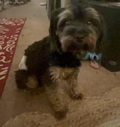 Found/Stray Male Dog last seen Macland Forest Subdivision, Powder Springs, GA 30127
