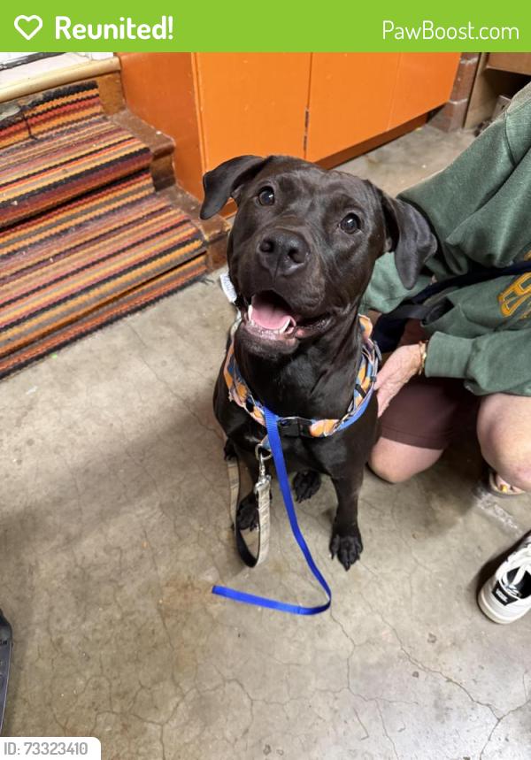 Reunited Female Dog last seen SE 136th and Holgate, Portland, OR 97236
