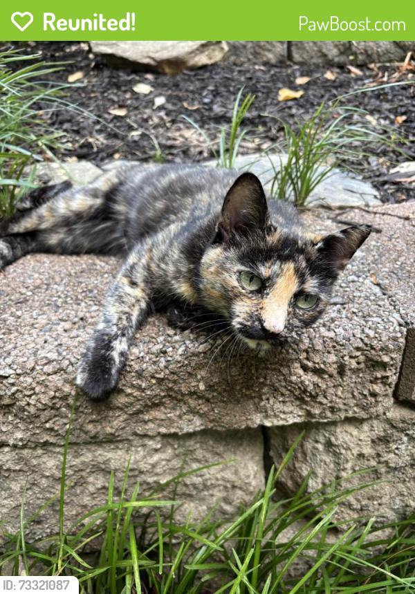 Reunited Female Cat last seen Chamblee Dunwoody Road, Brookhaven, GA 30319
