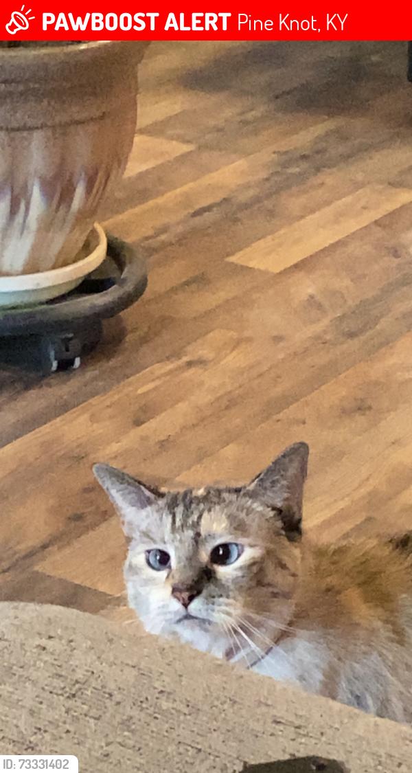 Lost Female Cat last seen Pine Knot, Pine Knot, KY 42635