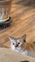 Lost Female Cat last seen Pine Knot, Pine Knot, KY 42635