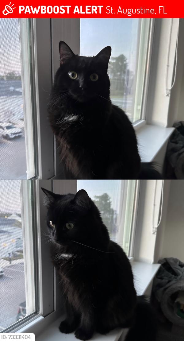 Lost Female Cat last seen Stratford Mills apmt, St. Augustine, FL 32084