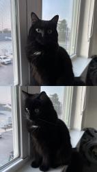 Lost Female Cat last seen Stratford Mills apmt, St. Augustine, FL 32084