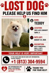 Lost Male Dog last seen Near Oaks st Tampa 33635, Tampa, FL 33635