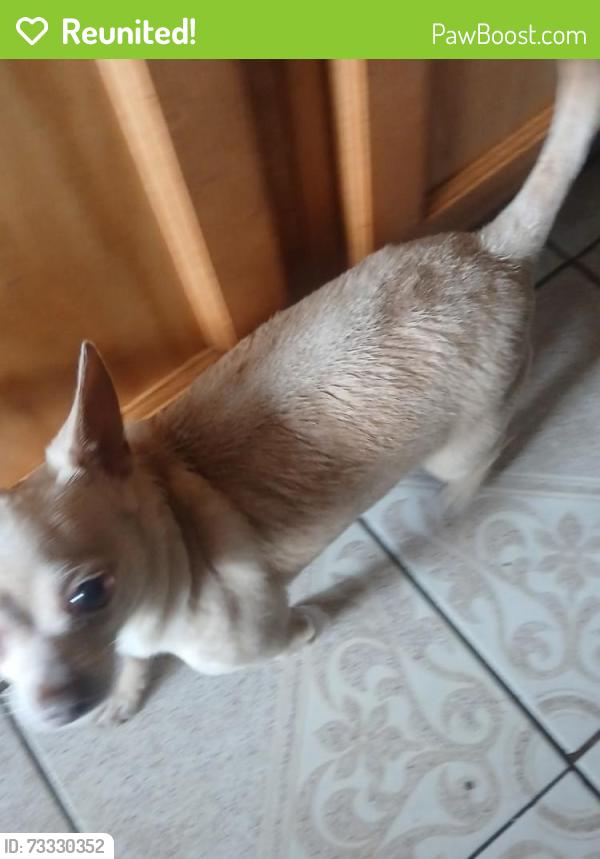 Reunited Male Dog last seen Hoover,vermont,colden,97th, Los Angeles, CA 90044