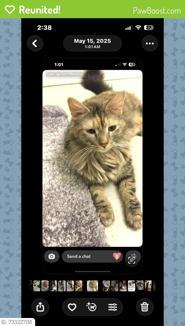 Reunited Female Cat last seen Gaylord Ave Plymouth Pa, Plymouth, PA 18651