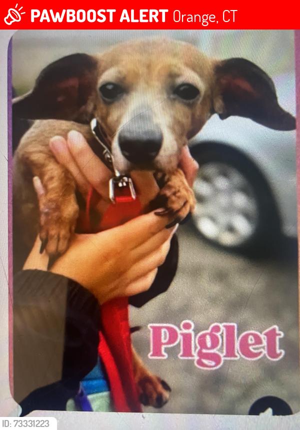 Lost Female Dog last seen Riverside Rd Grassy Hill Orange Ct, Orange, CT 06477