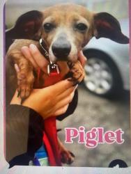 Lost Female Dog last seen Riverside Rd Grassy Hill Orange Ct, Orange, CT 06477