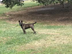 Found/Stray Unknown Dog last seen x 19th - Snow Park, Oakland, CA 94612