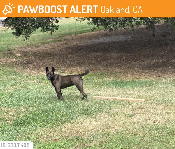 Found/Stray Unknown Dog last seen x 19th - Snow Park, Oakland, CA 94612