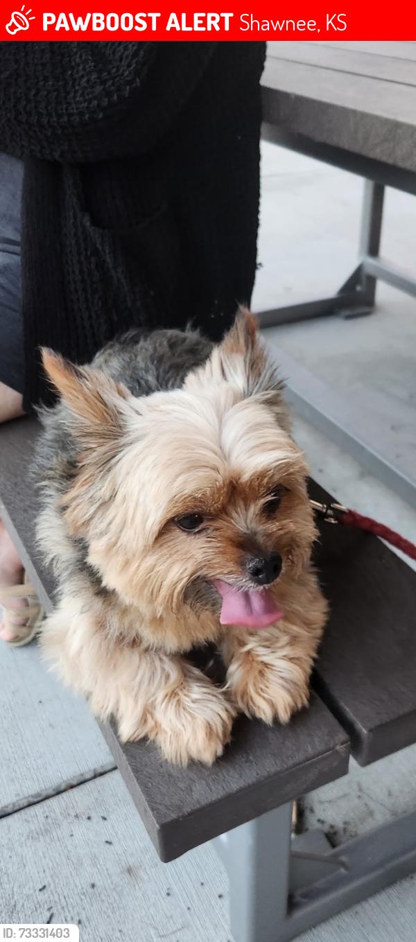 Lost Female Dog last seen 70th terr and Switzer, Shawnee, KS 66203