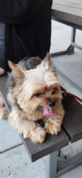 Lost Female Dog last seen 70th terr and Switzer, Shawnee, KS 66203