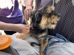Found/Stray Male Dog last seen Foster est Dr & Old Leicester, Asheville, NC 28806