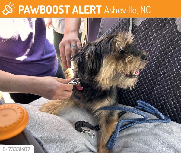 Found/Stray Male Dog last seen Foster est Dr & Old Leicester, Asheville, NC 28806