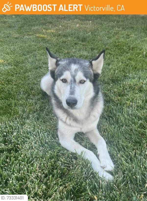 Found/Stray Male Dog last seen Mojave and Amargosa area Victorville, Victorville, CA 92394