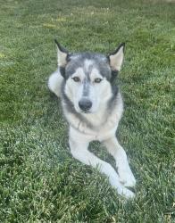 Found/Stray Male Dog last seen Mojave and Amargosa area Victorville, Victorville, CA 92394