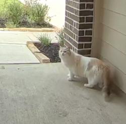 Reunited Unknown Cat last seen Olivia pk and westborough, Fulshear, TX 77441