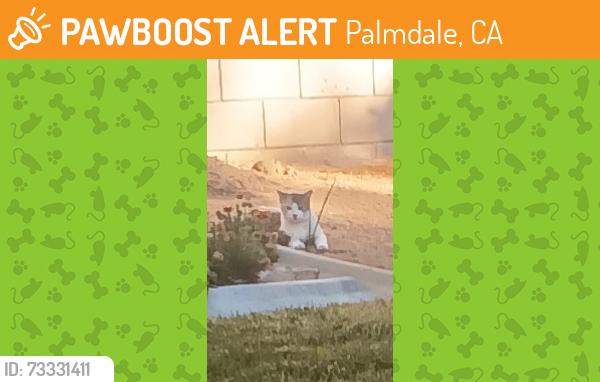 Found/Stray Female Cat last seen Dunes lane, palmdale ca, Palmdale, CA 93551