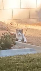 Found/Stray Female Cat last seen Dunes lane, palmdale ca, Palmdale, CA 93551