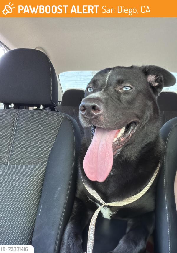 Found/Stray Male Dog last seen La mesita park, San Diego, CA 92119