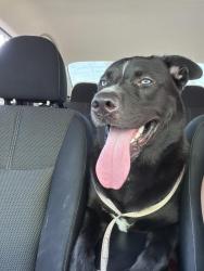 Found/Stray Male Dog last seen La mesita park, San Diego, CA 92119