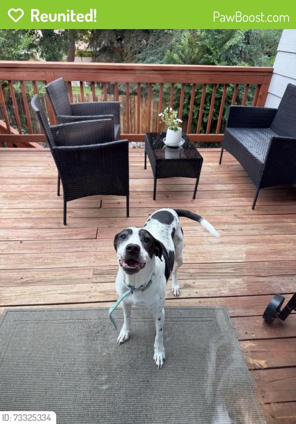 Reunited Female Dog last seen Walmart space center, Colorado Springs, CO 80915