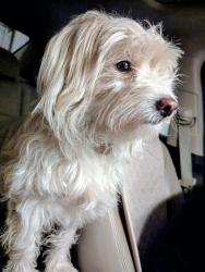 Found/Stray Male Dog last seen 9th St and Waterman Gas Station, San Bernardino, CA, San Bernardino, CA 92410