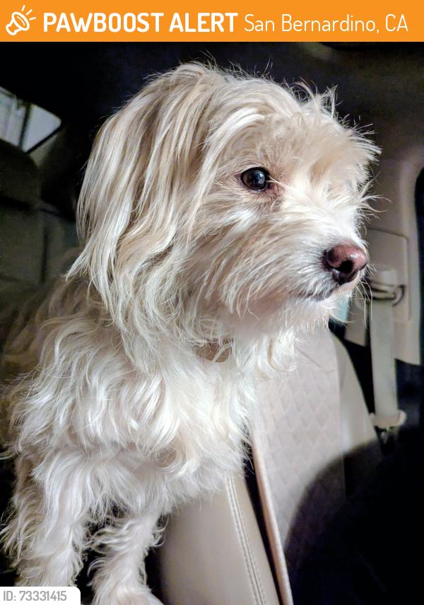 Found/Stray Male Dog last seen 9th St and Waterman Gas Station, San Bernardino, CA, San Bernardino, CA 92410