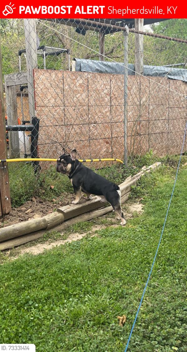 Lost Male Dog last seen Brooks hill, Shepherdsville, KY 40165
