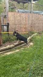 Lost Male Dog last seen Brooks hill, Shepherdsville, KY 40165