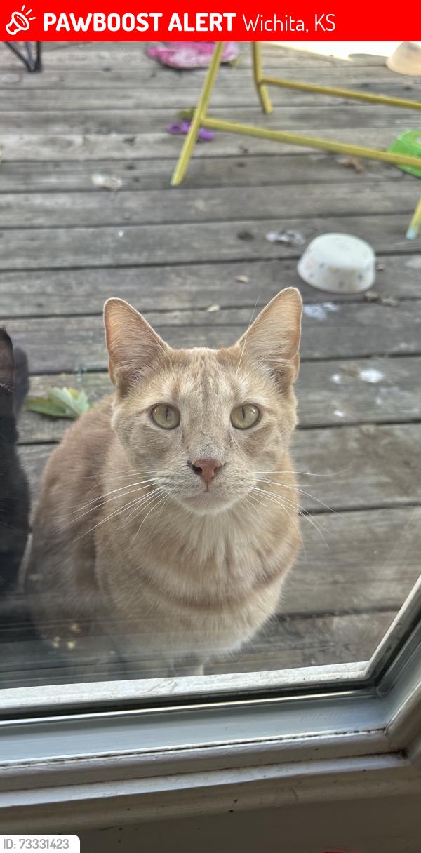 Lost Male Cat last seen Around Sunset park near Jamesburg Street (21st and tyler), Wichita, KS 67212