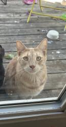 Lost Male Cat last seen Around Sunset park near Jamesburg Street (21st and tyler), Wichita, KS 67212