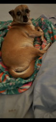 Lost Female Dog last seen Burnt Mills rd, Goose Creek, SC 29445