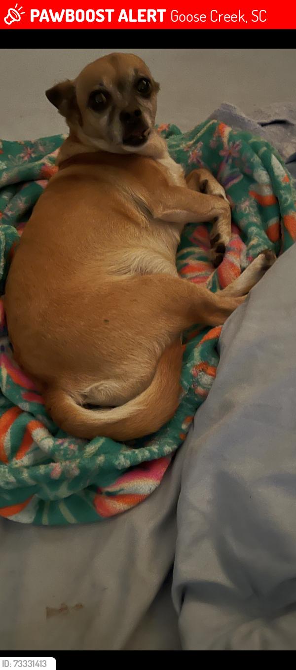 Lost Female Dog last seen Burnt Mills rd, Goose Creek, SC 29445