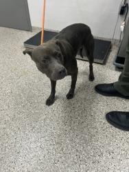 Shelter Stray Male Dog last seen Near Oakdale St, Gastonia, NC, 1491 Business Park Ct, Gastonia, NC 28052, USA