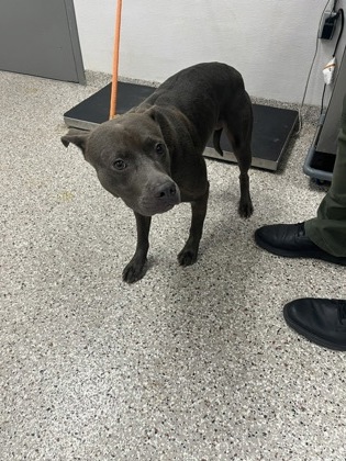 Shelter Stray Male Dog last seen Near Oakdale St, Gastonia, NC, 1491 Business Park Ct, Gastonia, NC 28052, USA