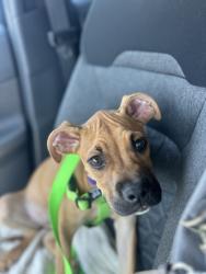 Shelter Stray Male Dog last seen Near Piedmont Rd NE, Atlanta, GA, 1251 Fulton Industrial Blvd NW, Atlanta, GA 30336, USA