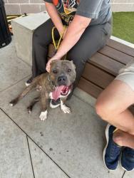 Shelter Stray Male Dog last seen Near Lynford Dr., Atlanta, GA, 1251 Fulton Industrial Blvd NW, Atlanta, GA 30336, USA