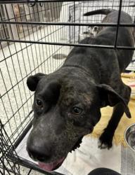 Shelter Stray Male Dog last seen Near Amber Pl NW, Atlanta, GA, 1251 Fulton Industrial Blvd NW, Atlanta, GA 30336, USA