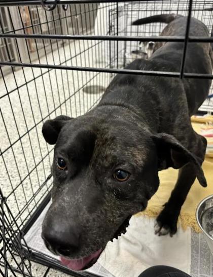 Shelter Stray Male Dog last seen Near Amber Pl NW, Atlanta, GA, 1251 Fulton Industrial Blvd NW, Atlanta, GA 30336, USA