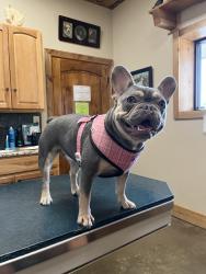 Reunited Female Dog last seen stork rd & 812, Del Valle, TX 78617