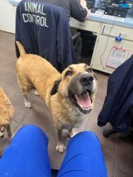 Shelter Stray Female Dog last seen Elk Lodge, District 1 - North Cleburne, TX, 2375 Service Dr, Cleburne, TX 76033, USA