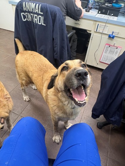 Shelter Stray Female Dog last seen Elk Lodge, District 1 - North Cleburne, TX, 2375 Service Dr, Cleburne, TX 76033, USA