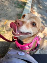 Shelter Stray Male Dog last seen Near Seamon Ave, 21225, MD, 2490 Giles Rd, Baltimore, MD 21225, USA