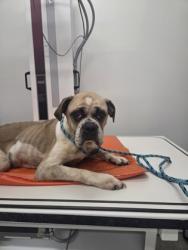 Shelter Stray Female Dog last seen Near 2nd ST, 21225, MD, 2490 Giles Rd, Baltimore, MD 21225, USA