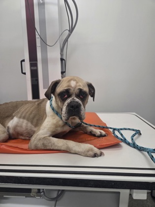 Shelter Stray Female Dog last seen Near 2nd ST, 21225, MD, 2490 Giles Rd, Baltimore, MD 21225, USA